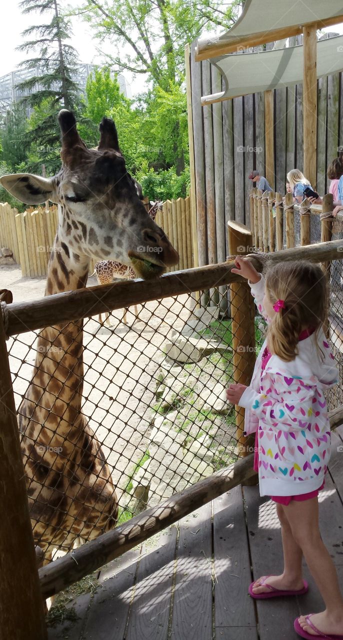 Giraffe Encounter