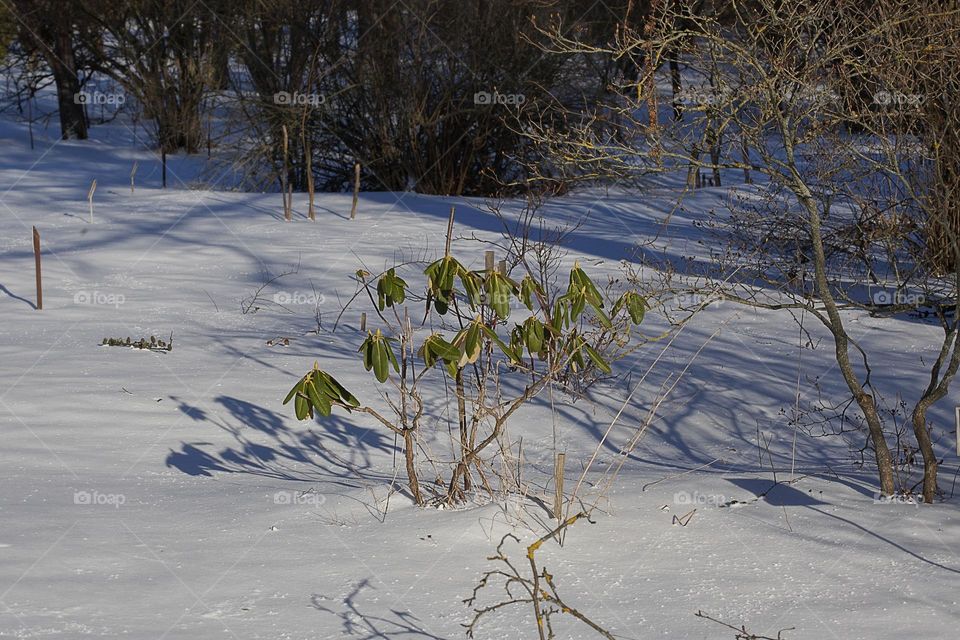 Green leaves of rhododendron against the background of snow, winter landscape.