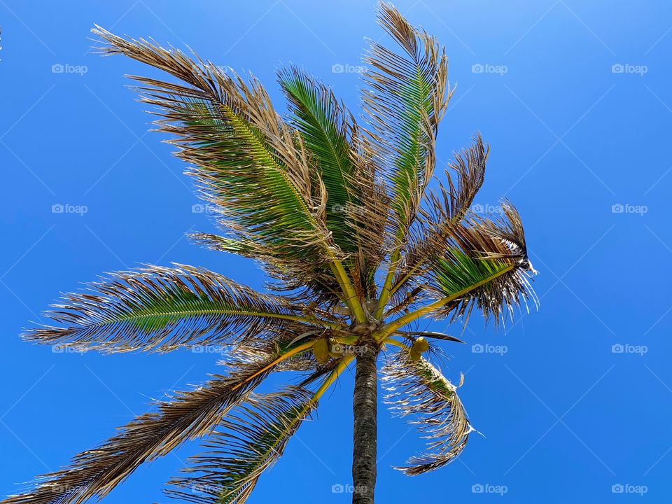 Palm and blue sky