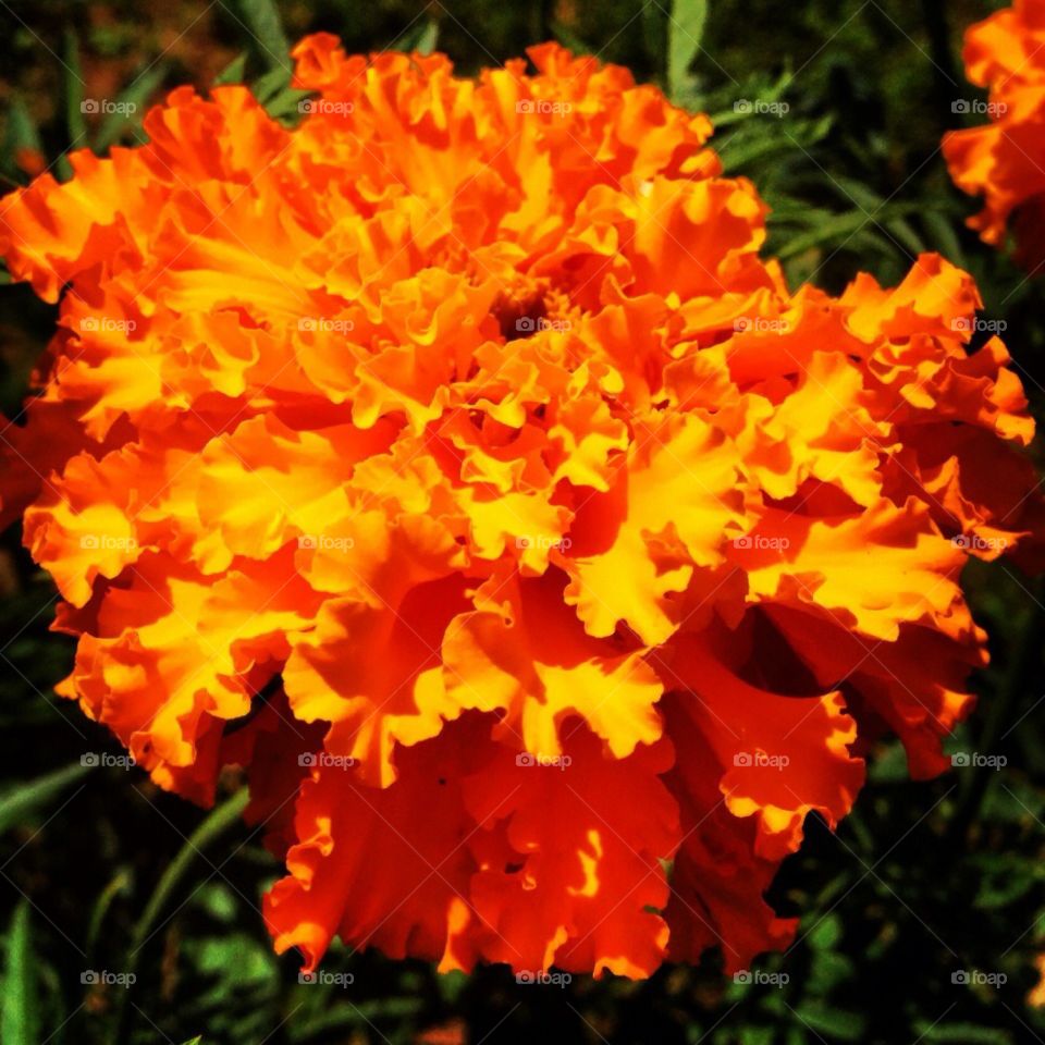 Orange flower brilliant 