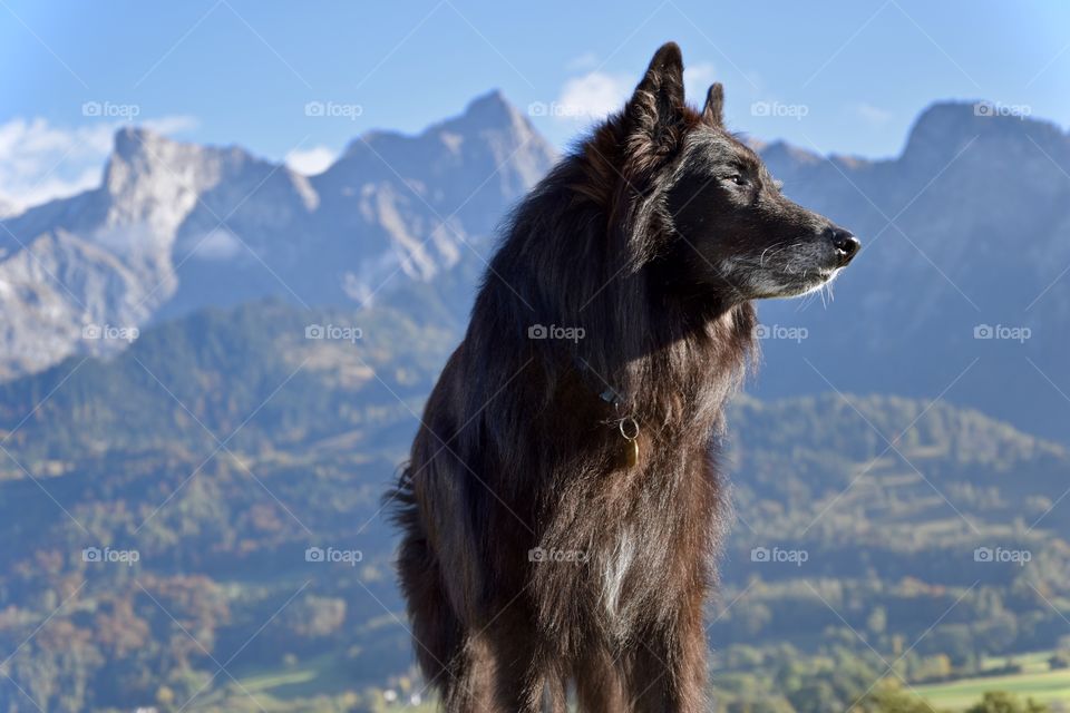 beautiful old dog / mountain landscape.