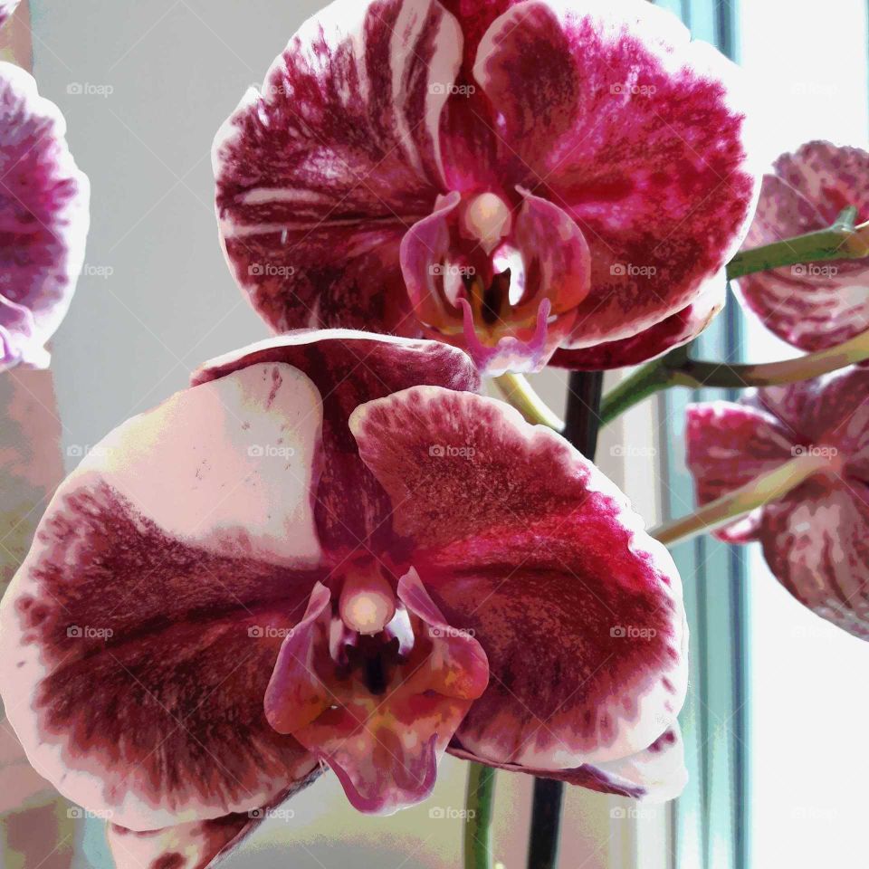 orchids