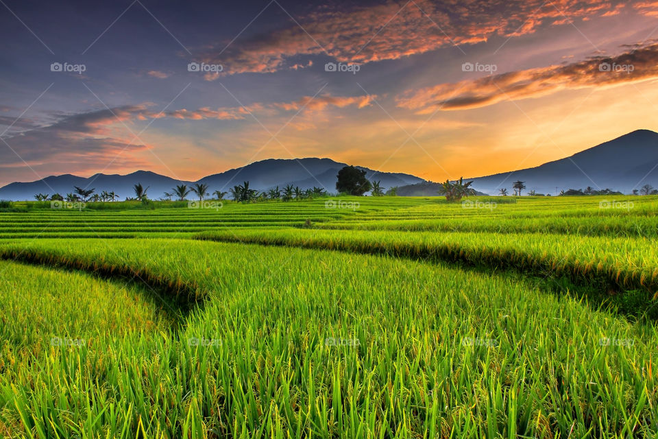 Yellow color Rice Fields in the Morning
