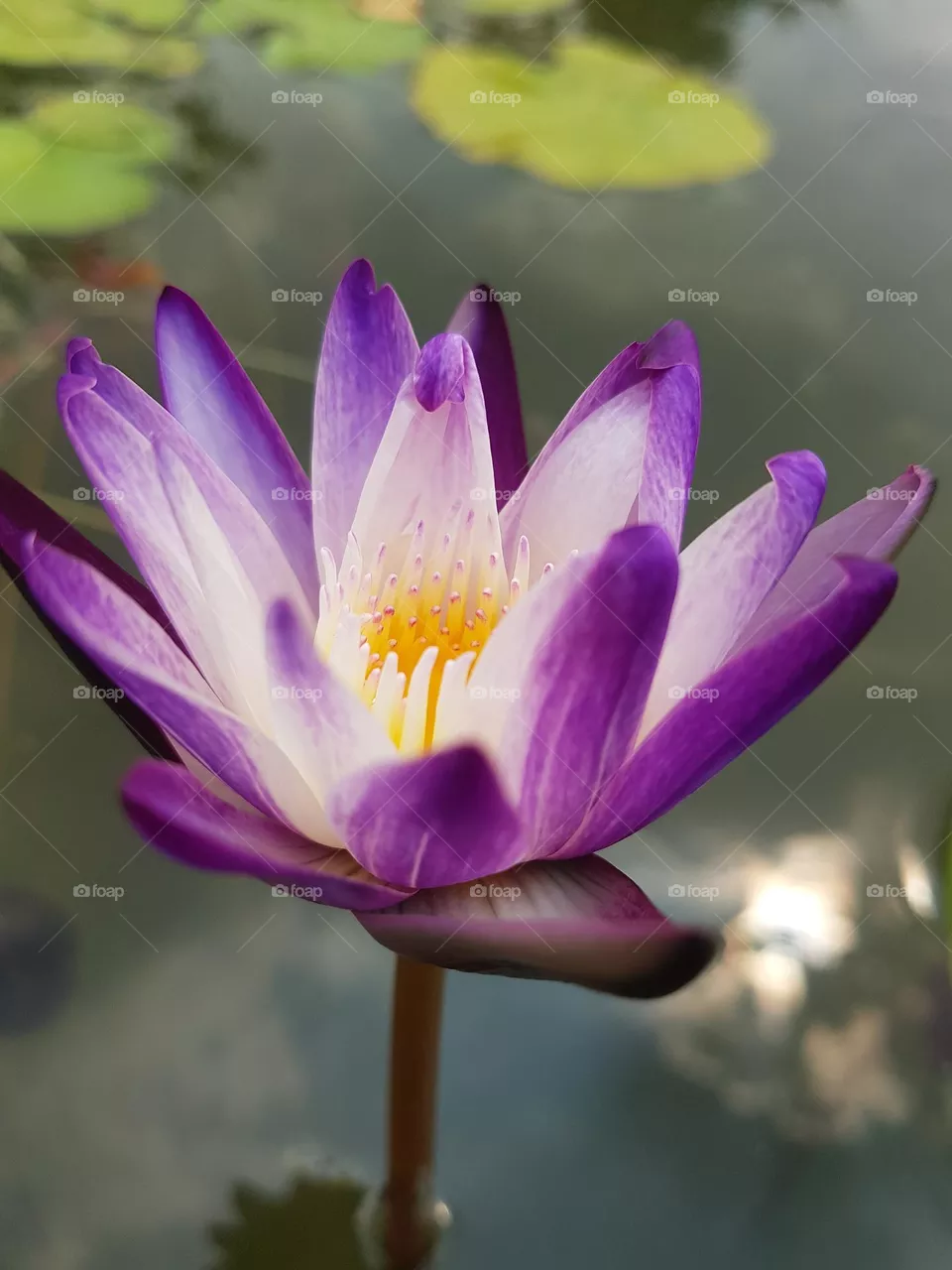 Lotus flower in the garden