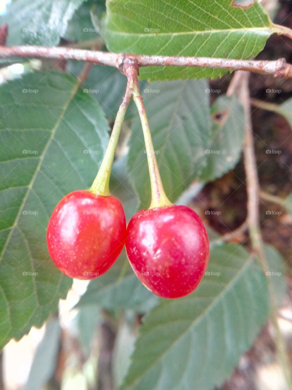 red cherry