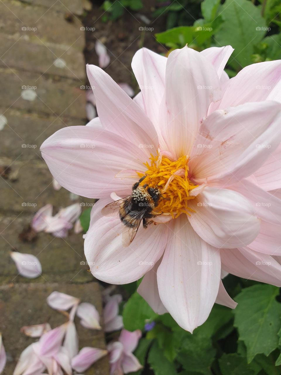 bee pollinating of garden dahlia, covered in pollen