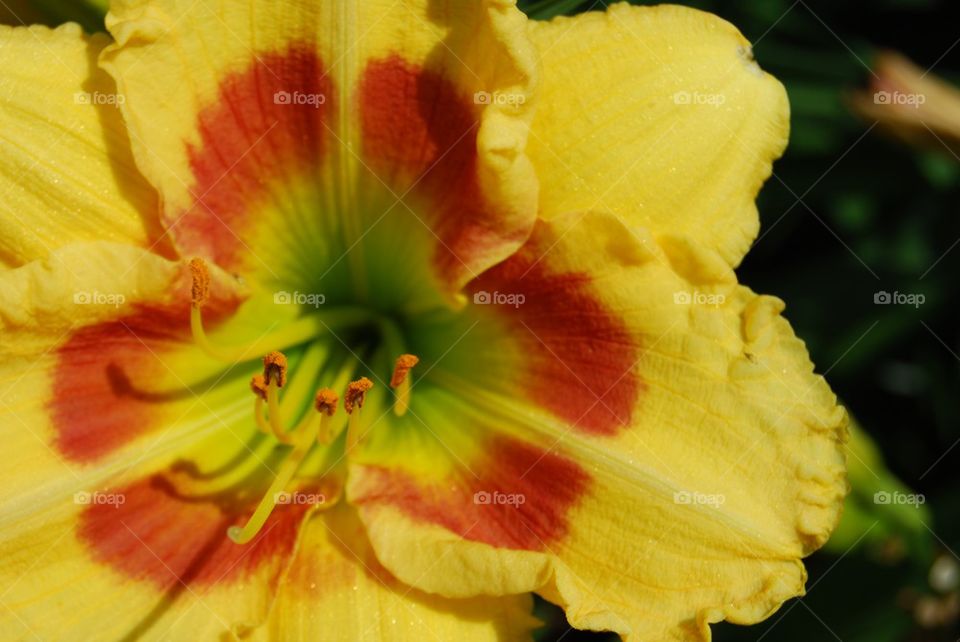 Macro shot of yellow day lily