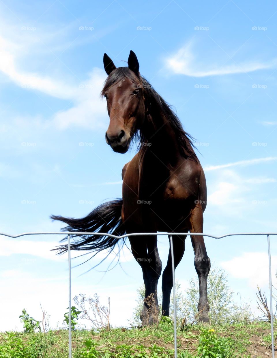 Low angle view of horse near fence