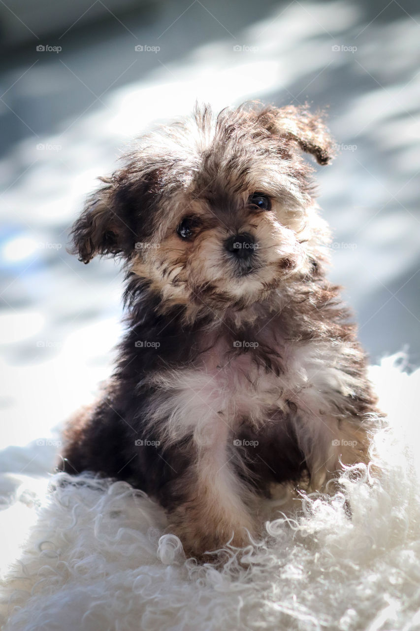 Cute little maltipoo puppy