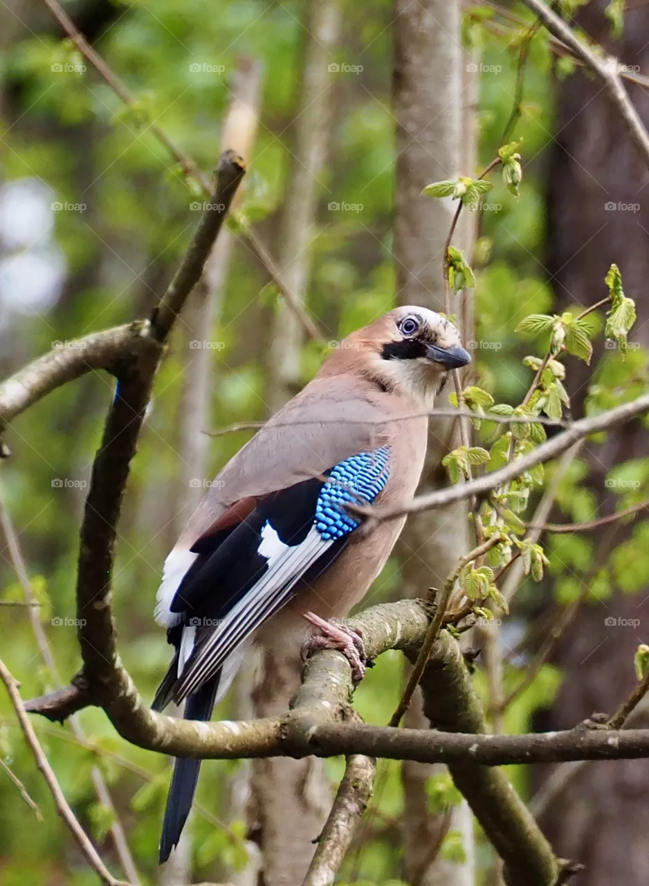 Jay