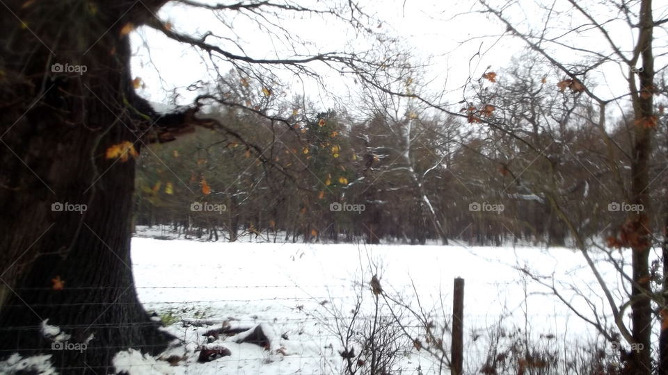 Tree, Winter, Snow, Weather, Landscape