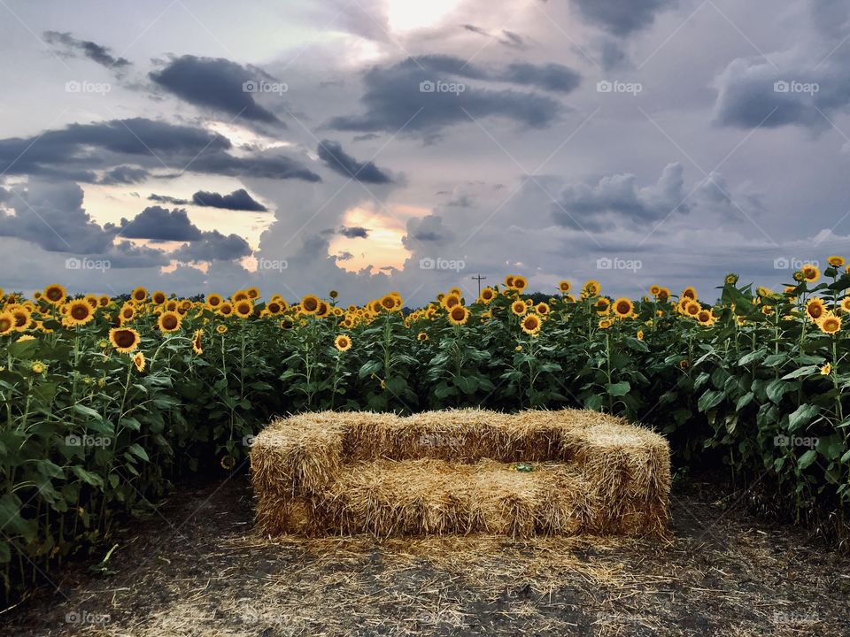 Hay bale seating in sunflower field at sunset
