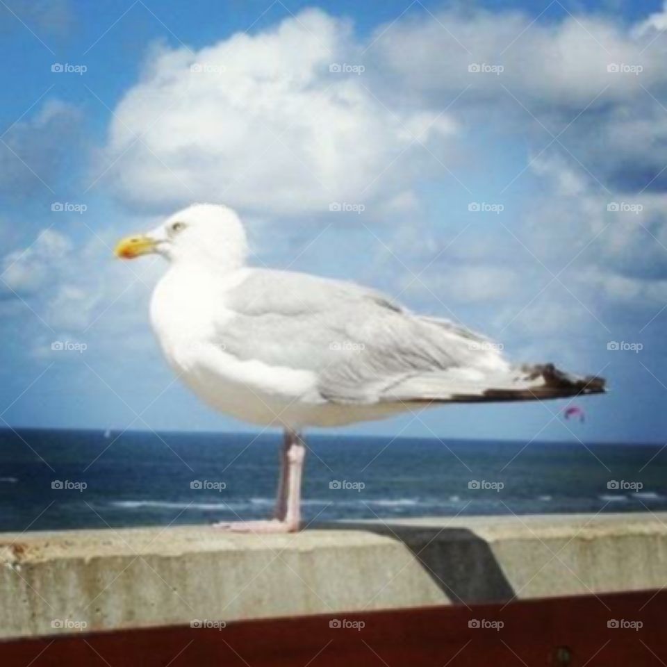 Seagull