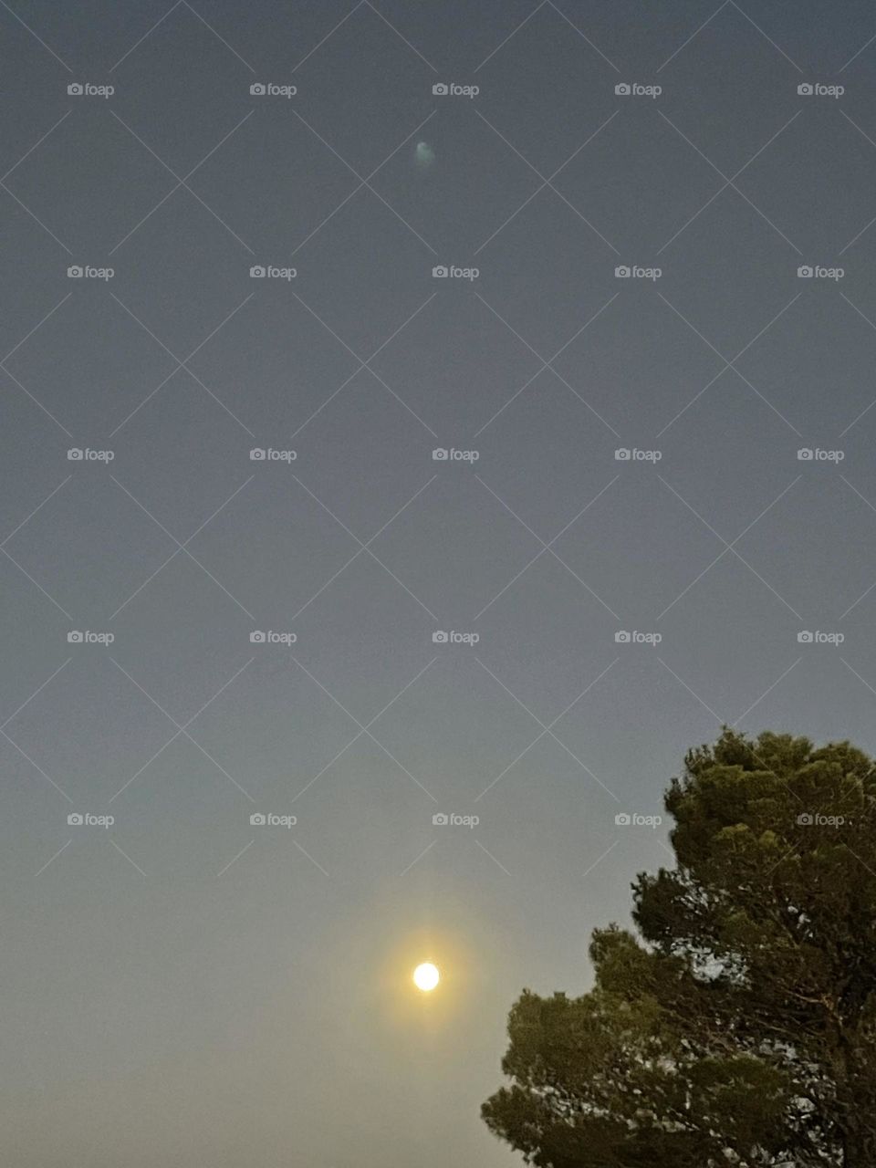 A moon high in the sky above a pine tree.