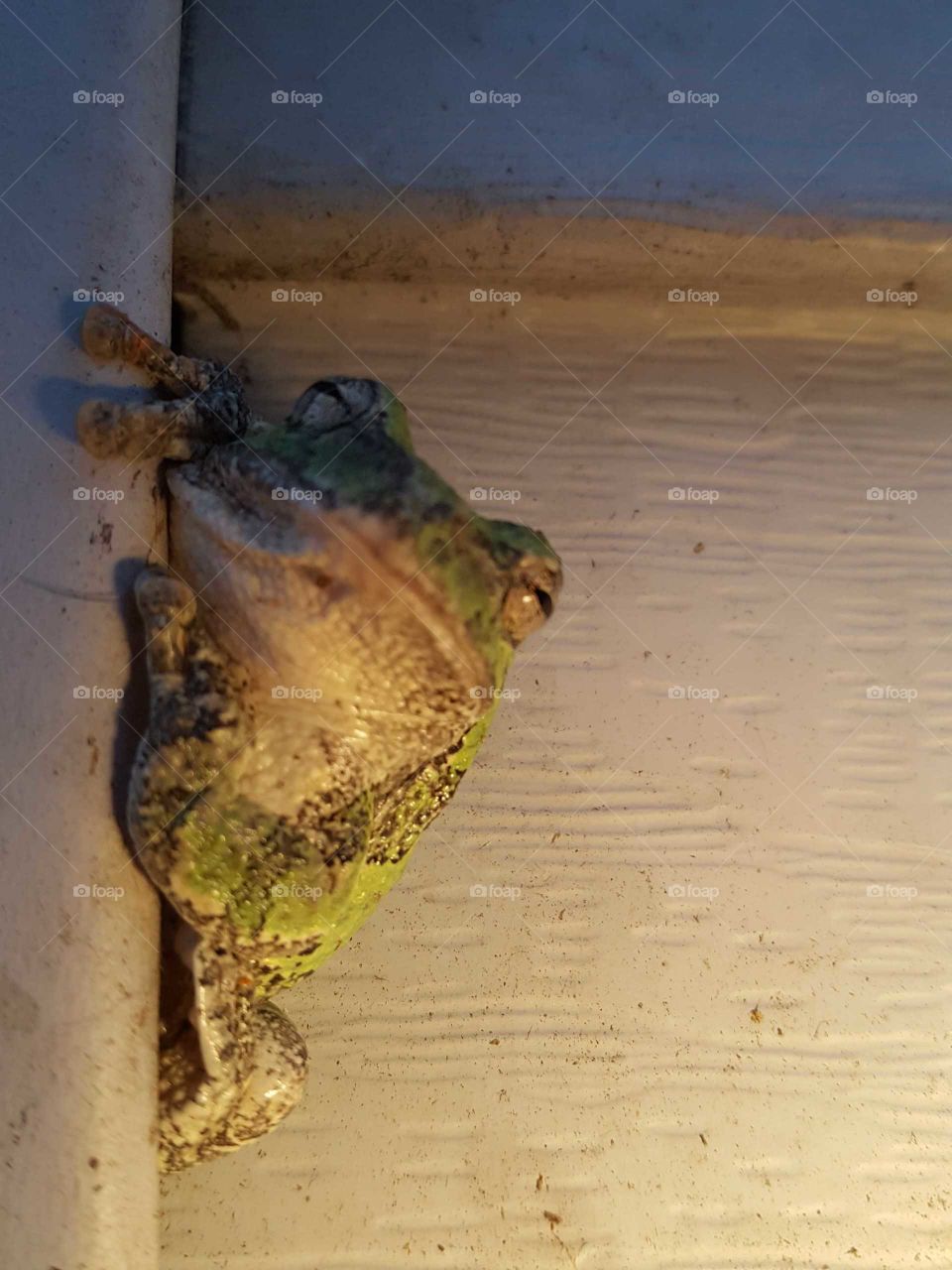 Sand, No Person, Water, Reptile, Beach