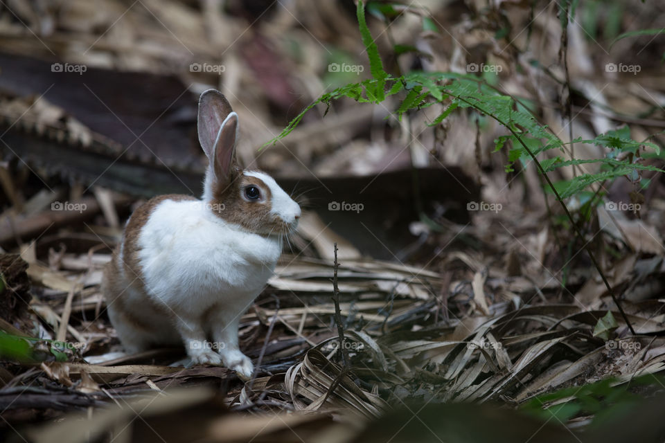 Rabbit in the forest 