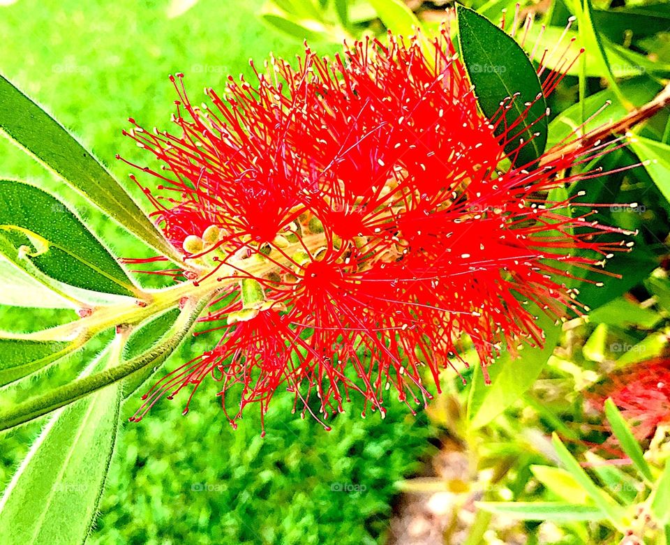 Spiked red petals capped by green dots Florida flowering bush