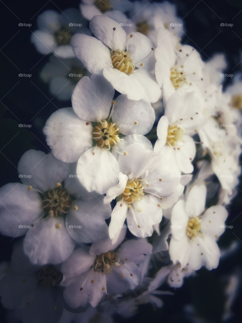 Forest day outdoor nature greens wild forest greens sky clouds moody