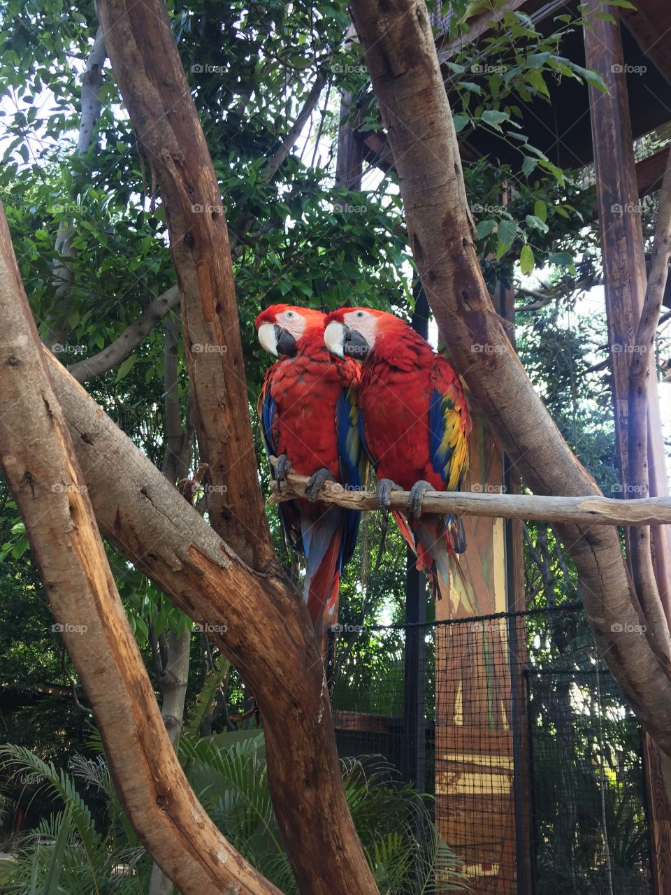 Guacamaya