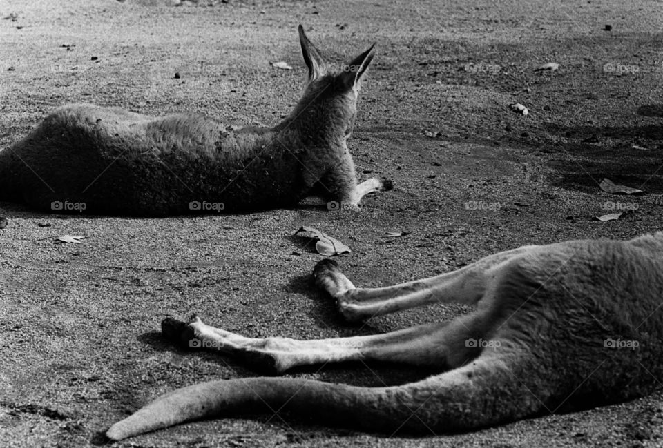 Sleepy Kangaroo. Sleepy Kangaroo