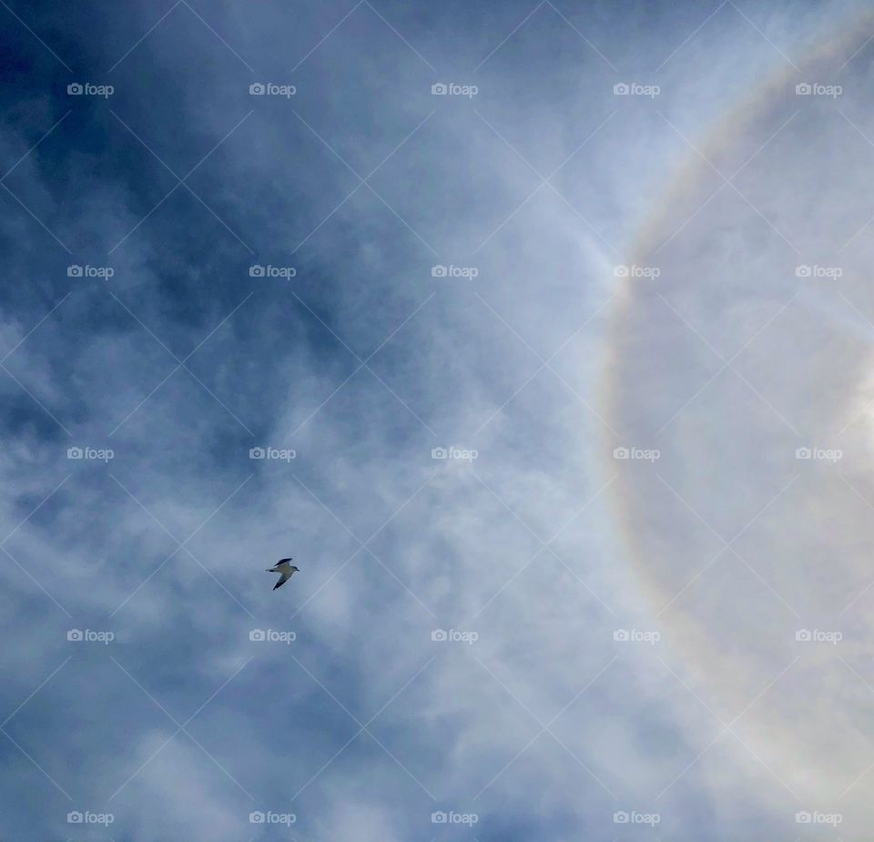 Moment of catching seagull in flight against sun halo in striking winter blue sky 