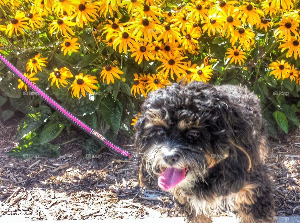 Dog and Flowers