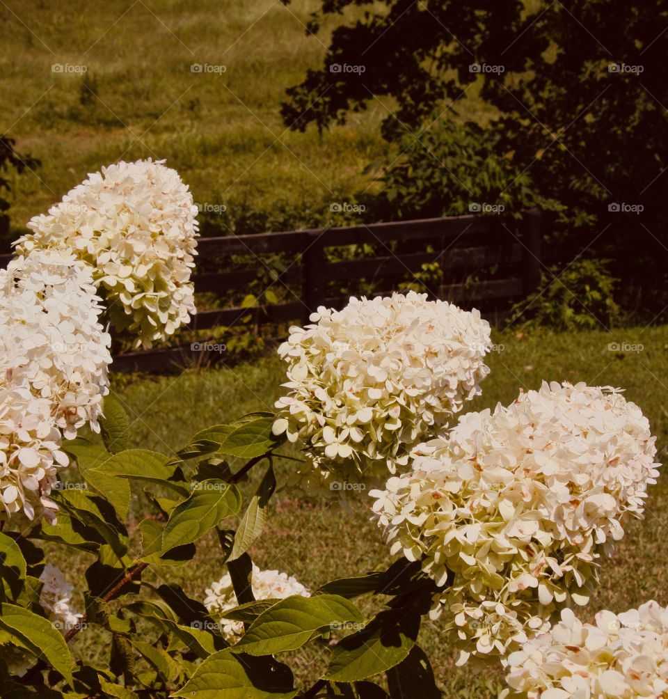 Hydrangeas blooming in the sun in front of a wooden fence
