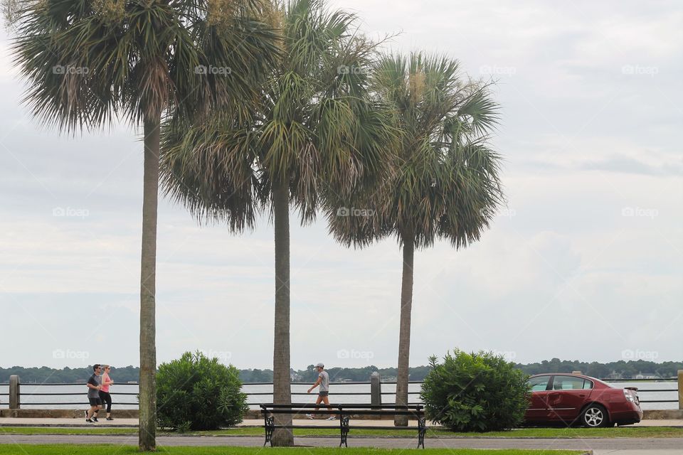 cool breeze and palm trees