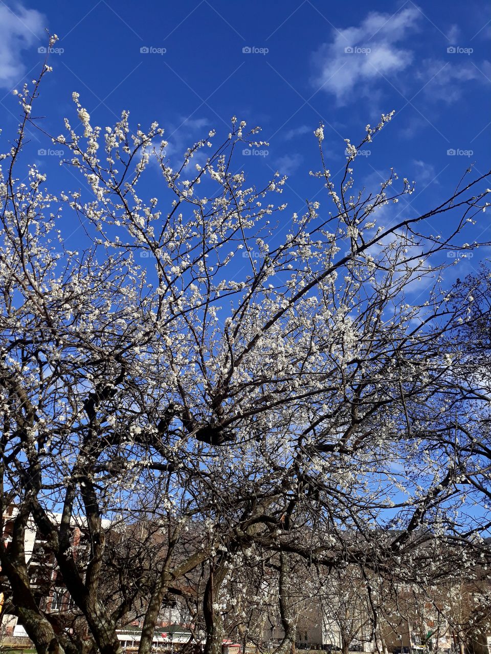 blue sky and cherry tree