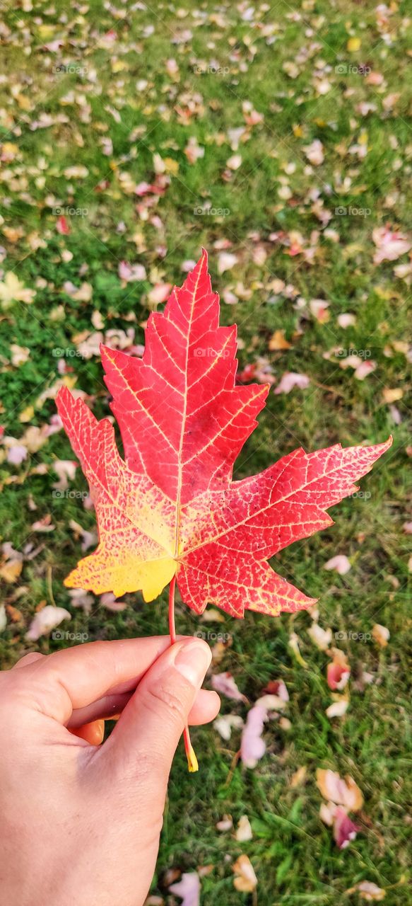 Various colors of autumn.