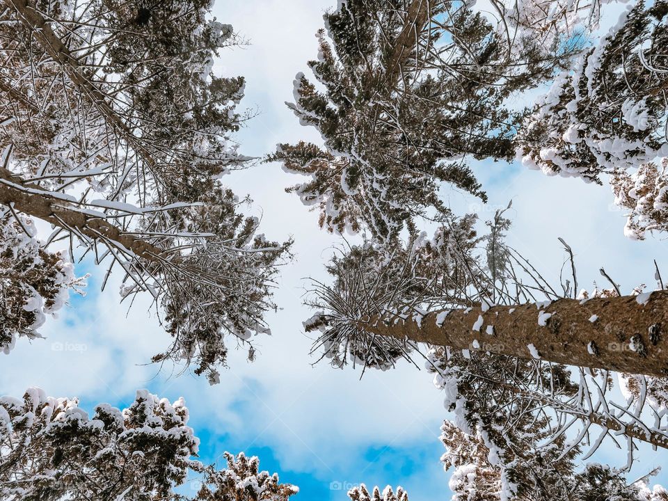 Beautiful winter forest wallpaper with snow covered trees and blue sky on a clear day, close-up view from below.