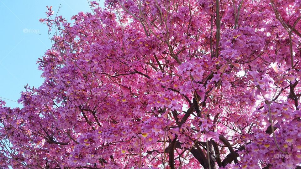 Low angle view of a cherry blossom tree