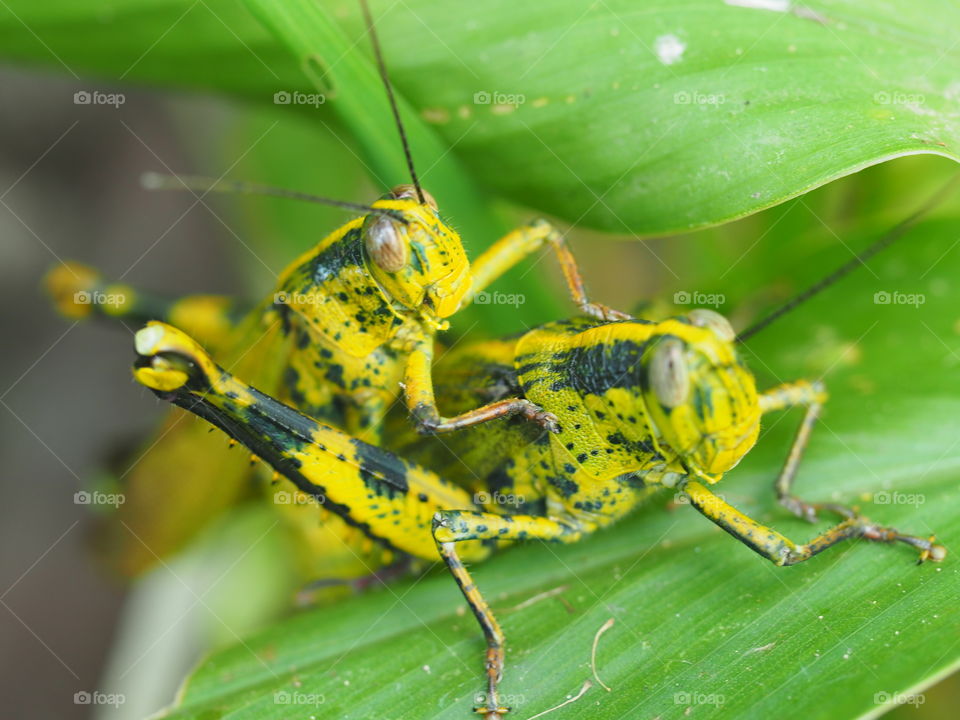 Grasshoppers are breeding on the green leaves.