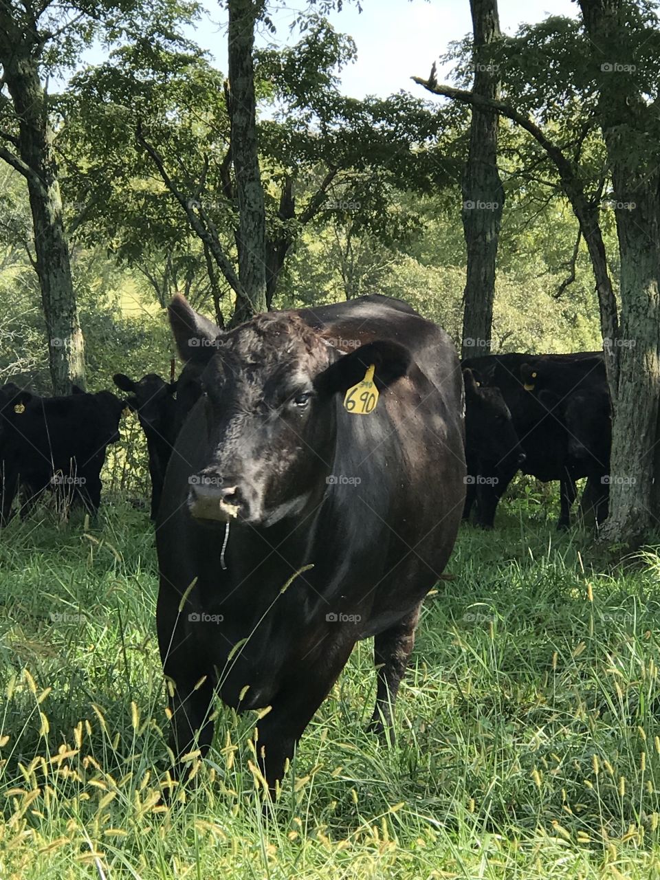 Black angus cattle in a field, one heifer standing closet to camera.