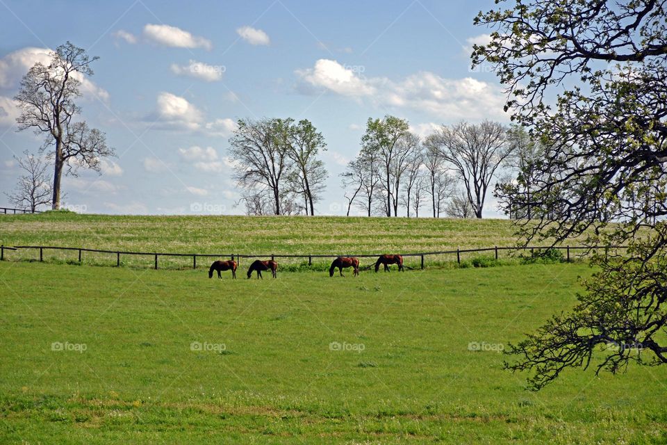 Horses 