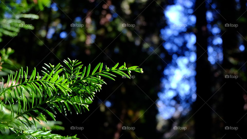 Leaves of a conifer