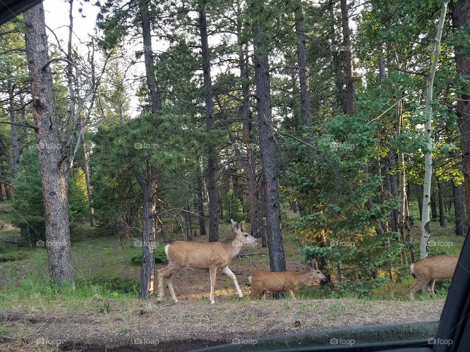 Strolling Deer