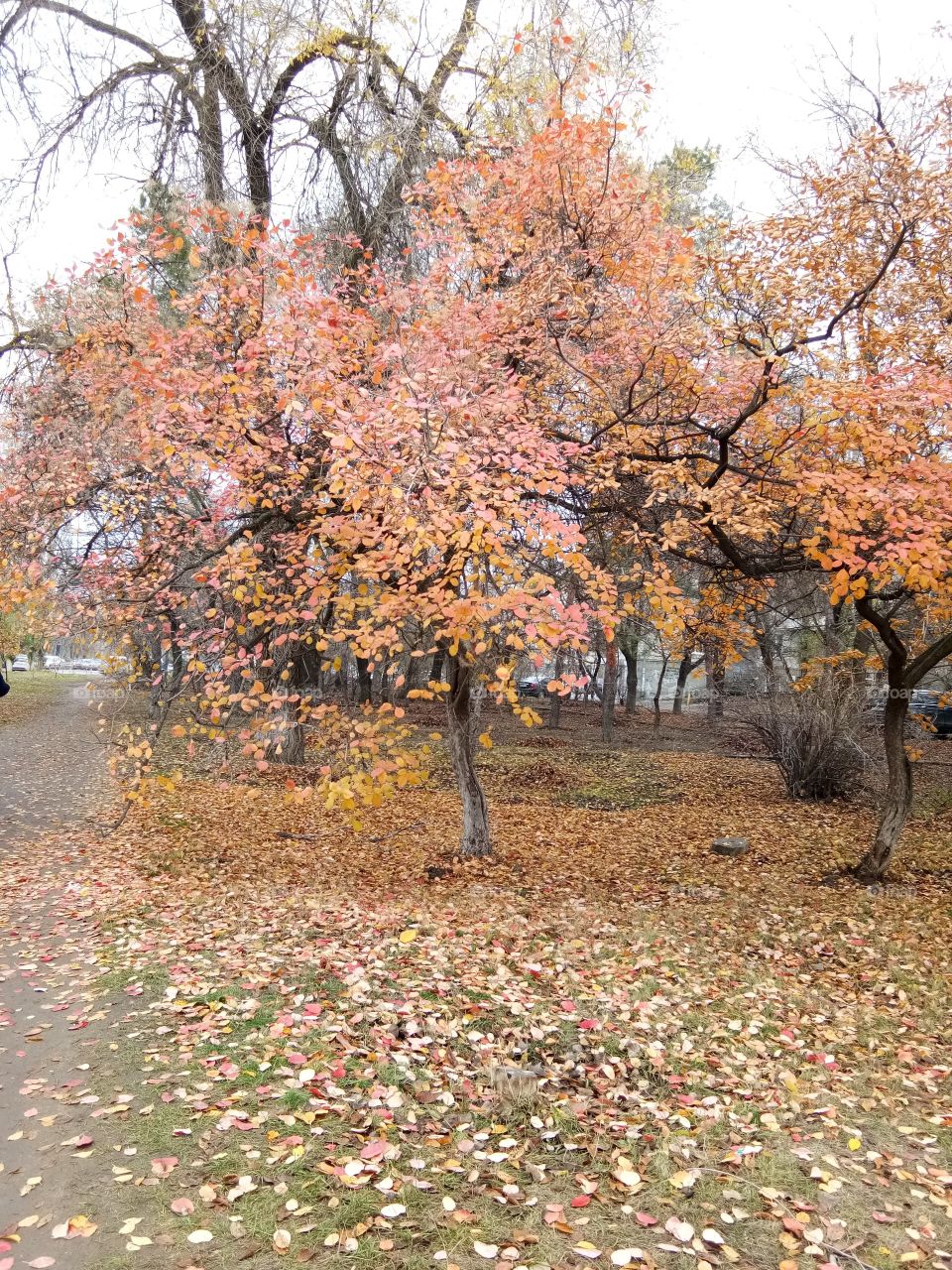 Colourful Trees During Autumn 🍁🍂...Autumn fall ....