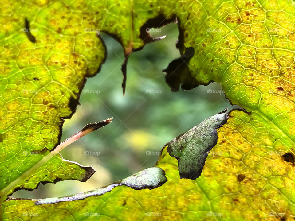 A hole in a leaf