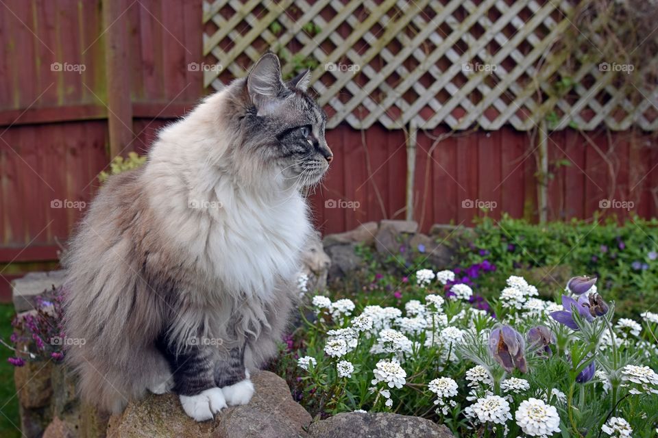 RAGDOLL SITTING ON A STONE WALL WITH FLOWERS.
