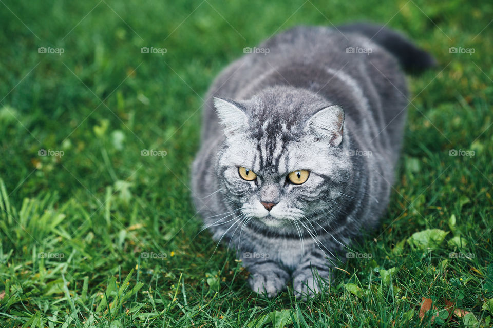 Grey cat sitting on a grass in a garden. Copy space room for text