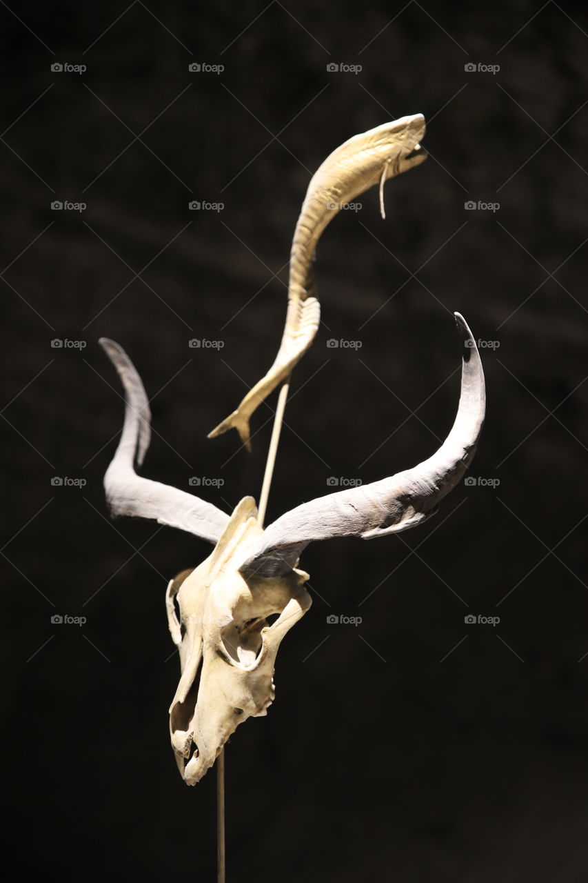 fish and the horns of the goat