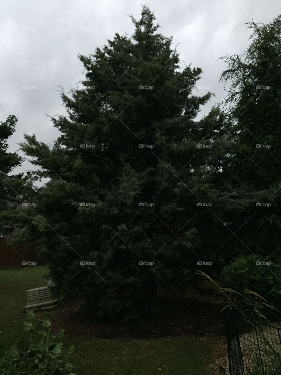Beautiful Pine Tree in my backyard 