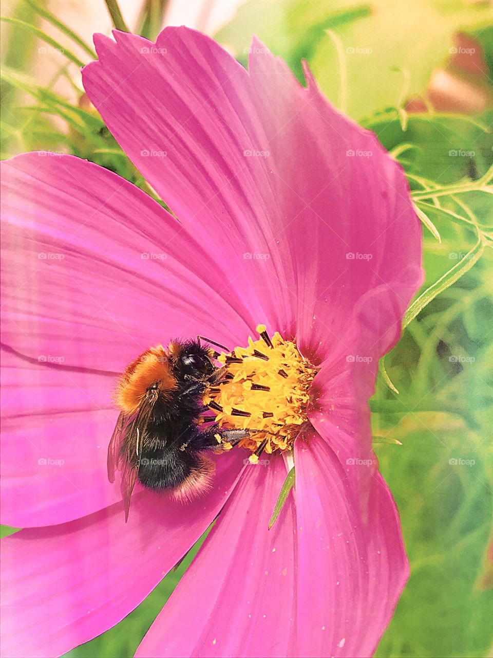 Pink flower