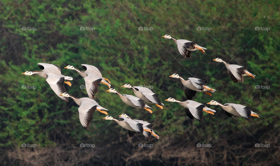 A flying story of bar headed geese who was flying like family