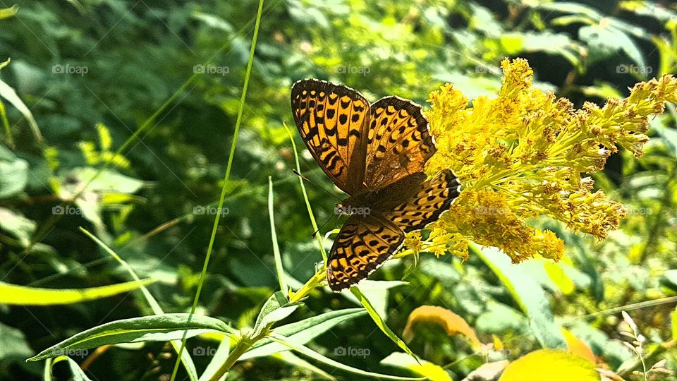 just part of summers beauty... This butterfly is enjoying the rest of summer.