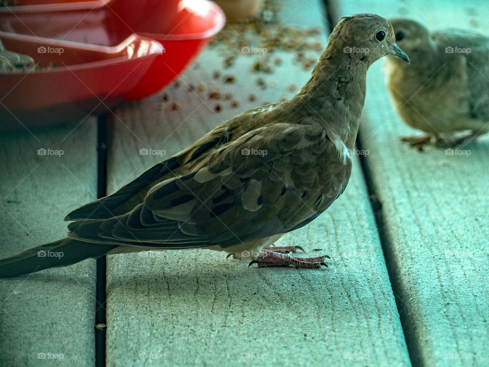 Dove eating bird seeds