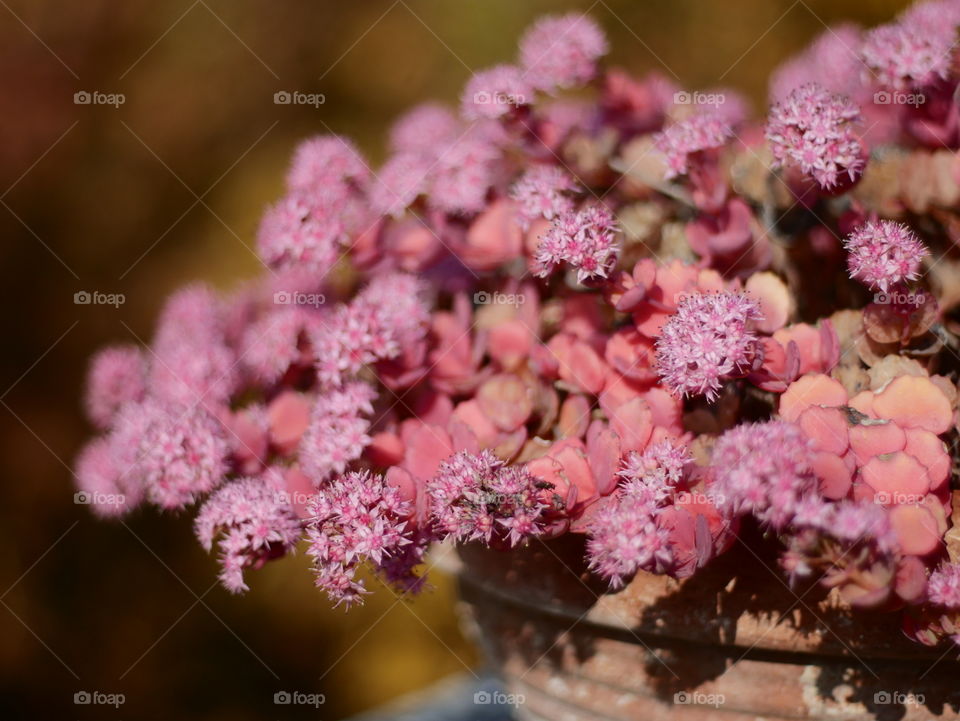 Close-up of potted flowers