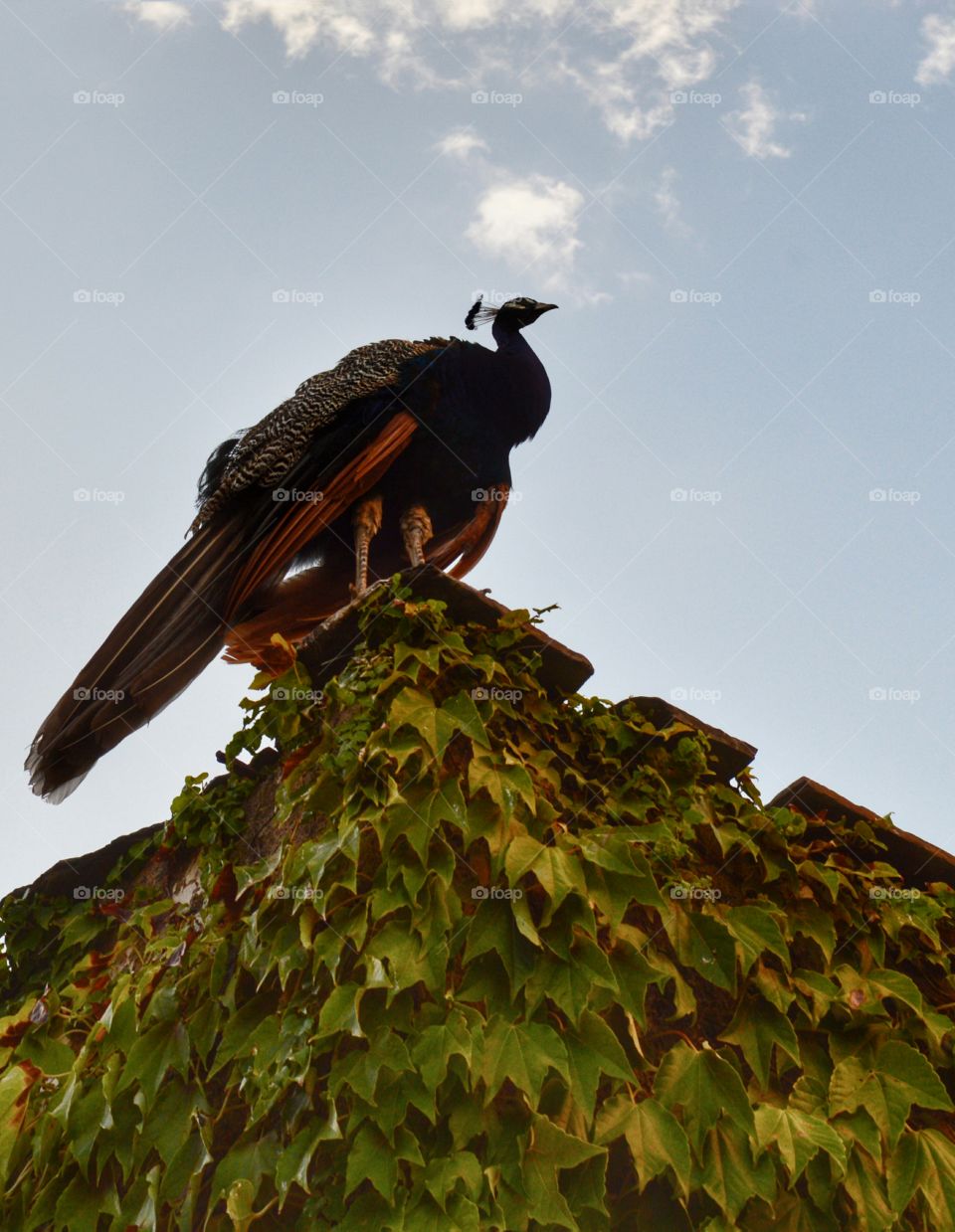 Peacock on top of a battlement. Peacock perched on top of a tower battlement in Cáceres, Spain.