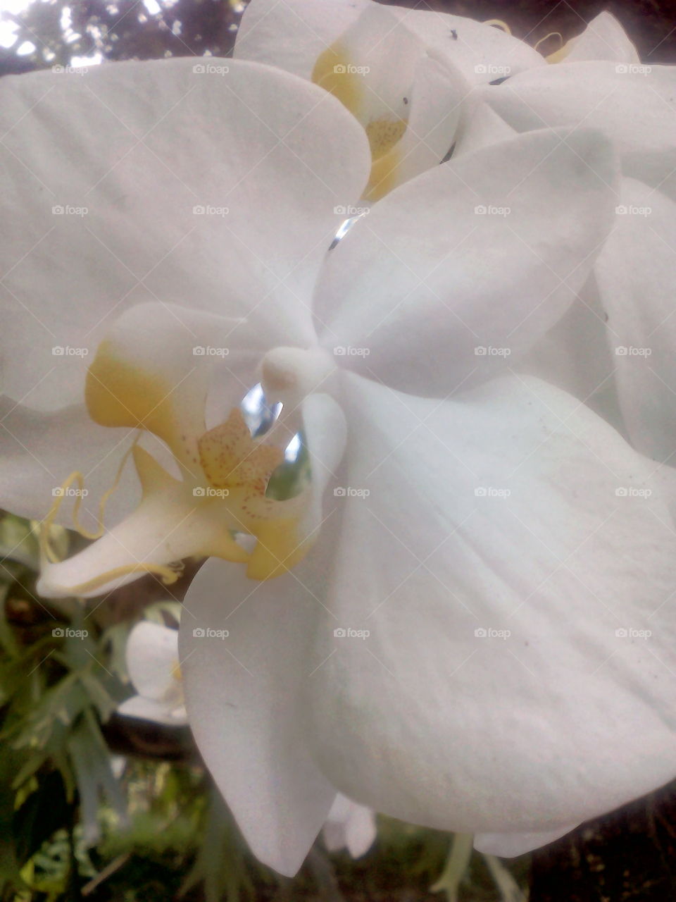 Orchid flower!!
it is very white
